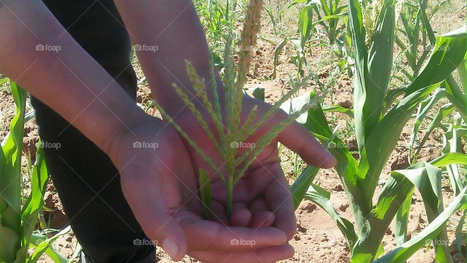 My hand holding a small plant.