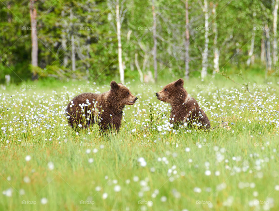 Two young brown bears in the middle of cottongrass flowers on a Finnish swamp in Eastern Finland on early summer evening.
