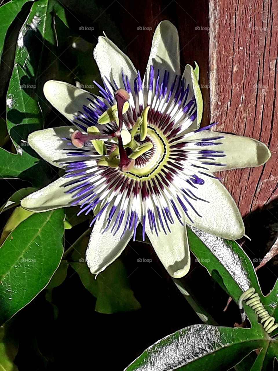 blue passion flower  by a pole