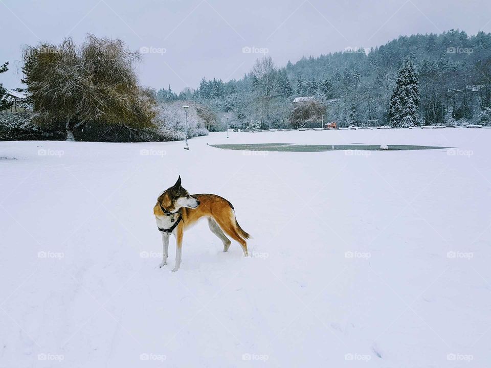 Dog standing on snowy park