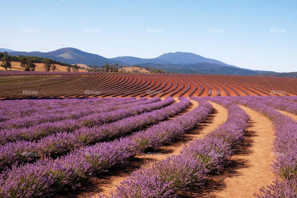 Bridestowe Lavender  Estate, Tasmania, Australia