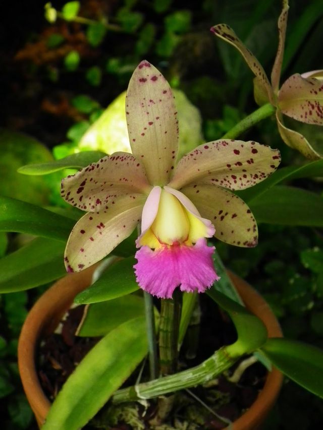 orchid