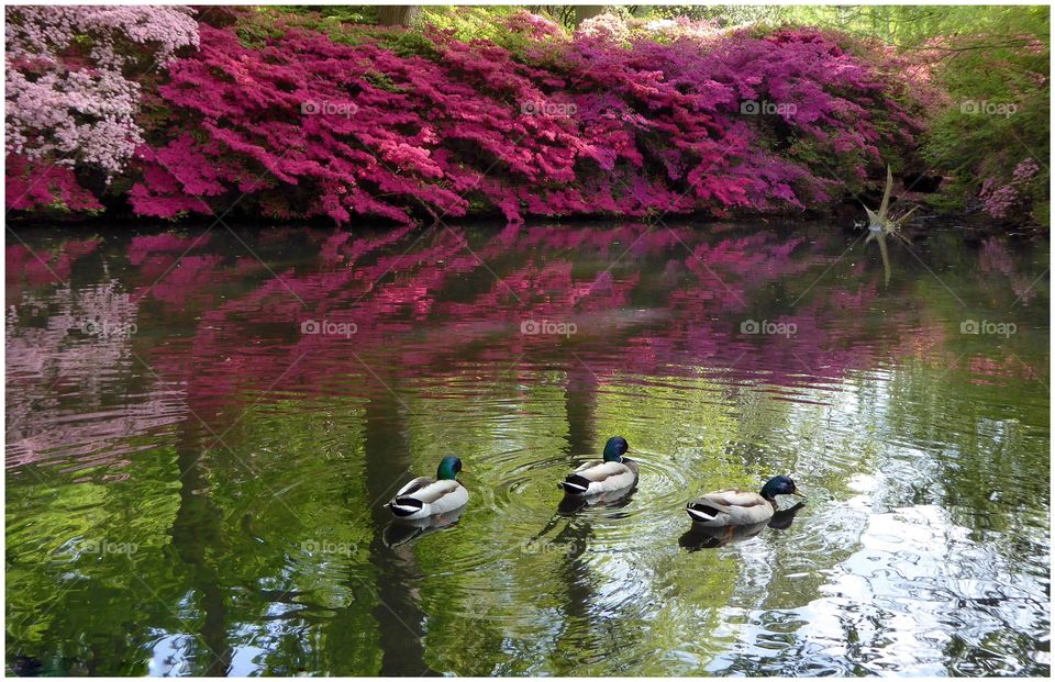 Stunning azalea entertaining us every Spring, Richmond Park, Isabela plantation