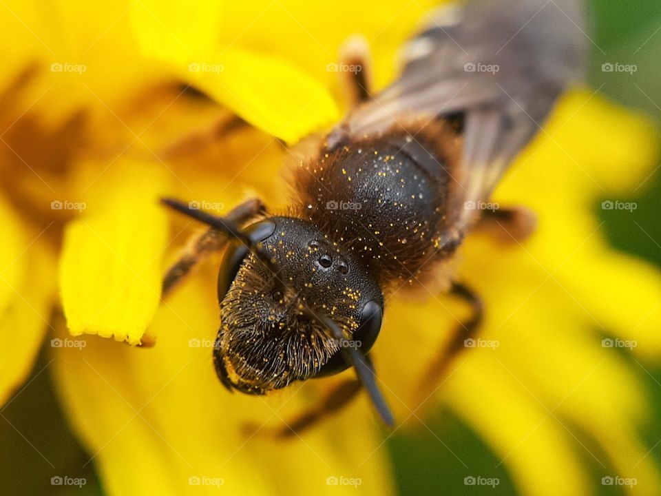 honey bee collects pollen for honey that collects from spring dandelion