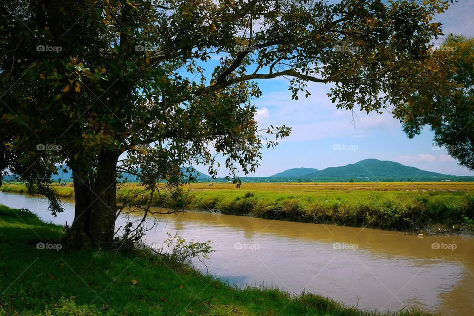 irrigation canal