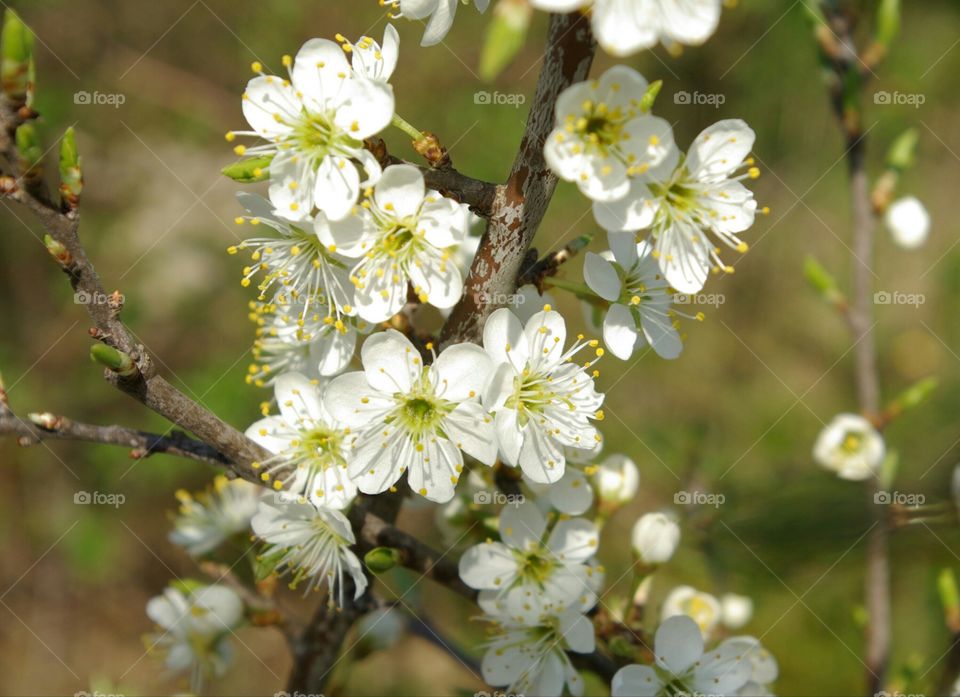 Close-up of flower