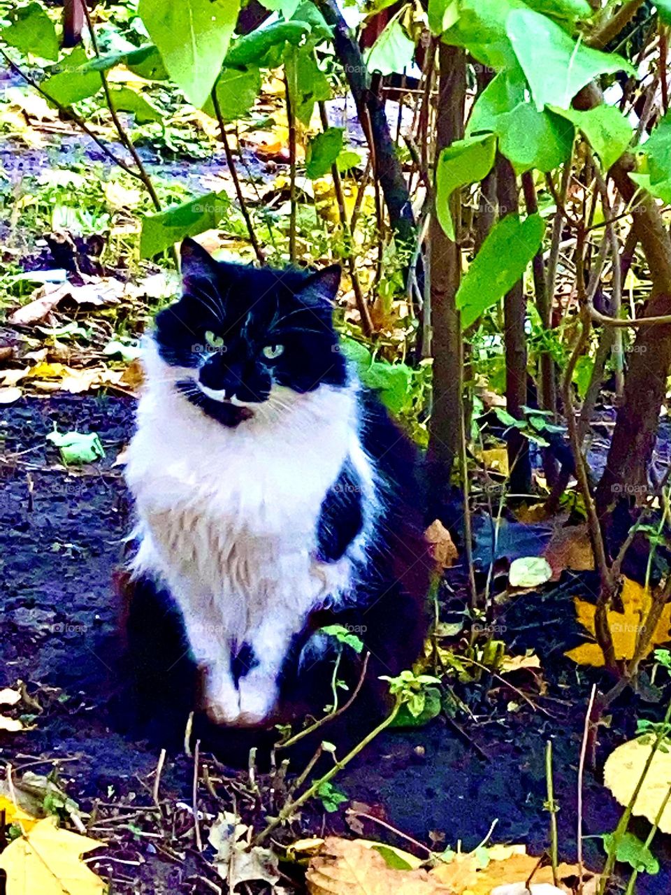 #cat #running
#asphalt #black and white
# autumn #