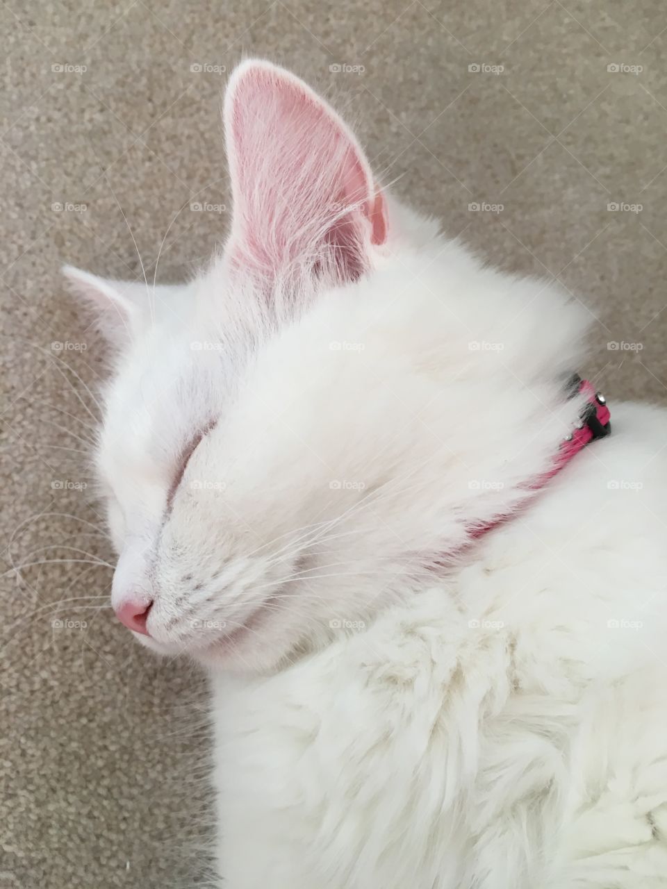 Sleeping white fluffy cat, gorgeous girl. Looks as though she’s smiling in her sleep. Pink ears and nose. 