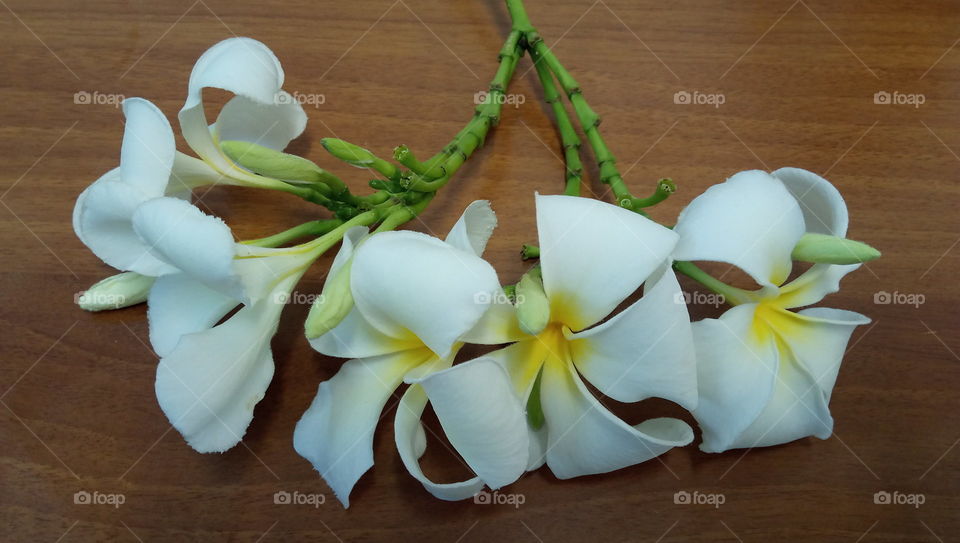 Plumeria obtusa “Frangipani or The Temple Tree flower