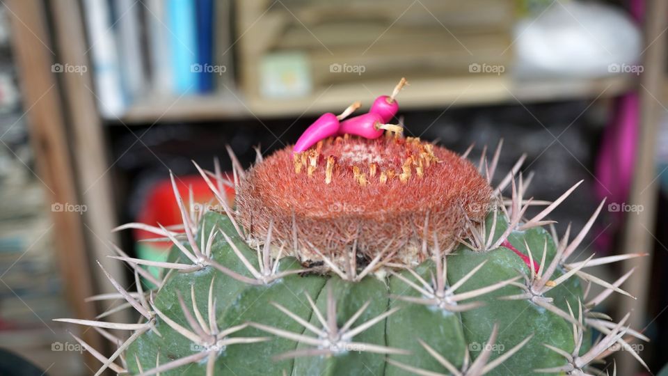 Cactus seed