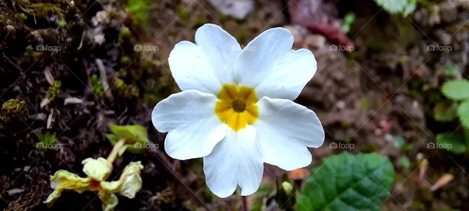 Beautiful white