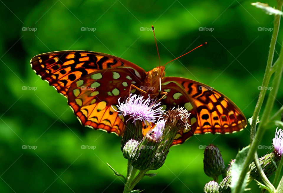 Butterfly on thistle flower bud