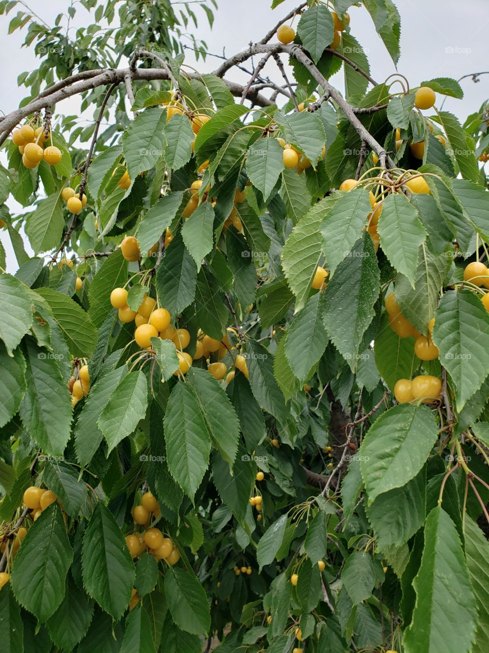 pollinators yellow cherry fruit orchard