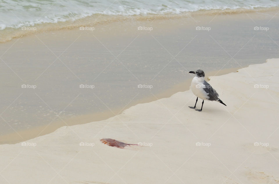 bird on the beach