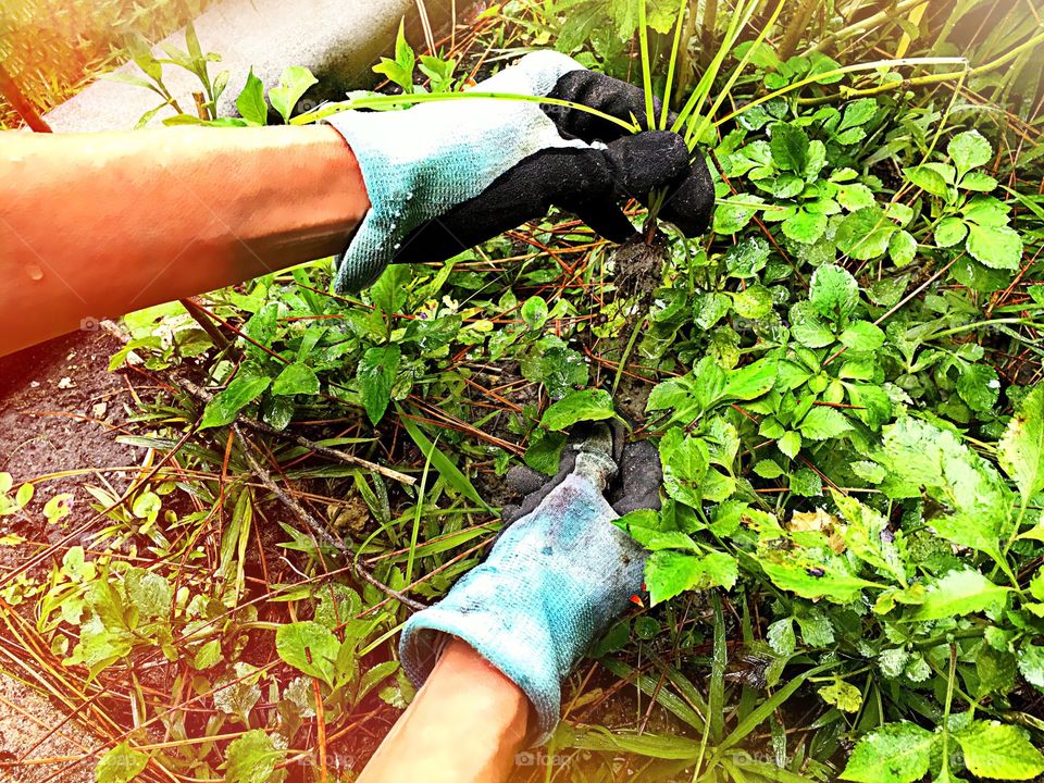 Gardening 