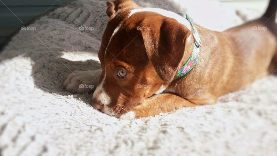 Small puppy laying on a soft bed with a collar on looking up with green eyes blaze face brindle coat sweet Catahoula pit bull mix cross