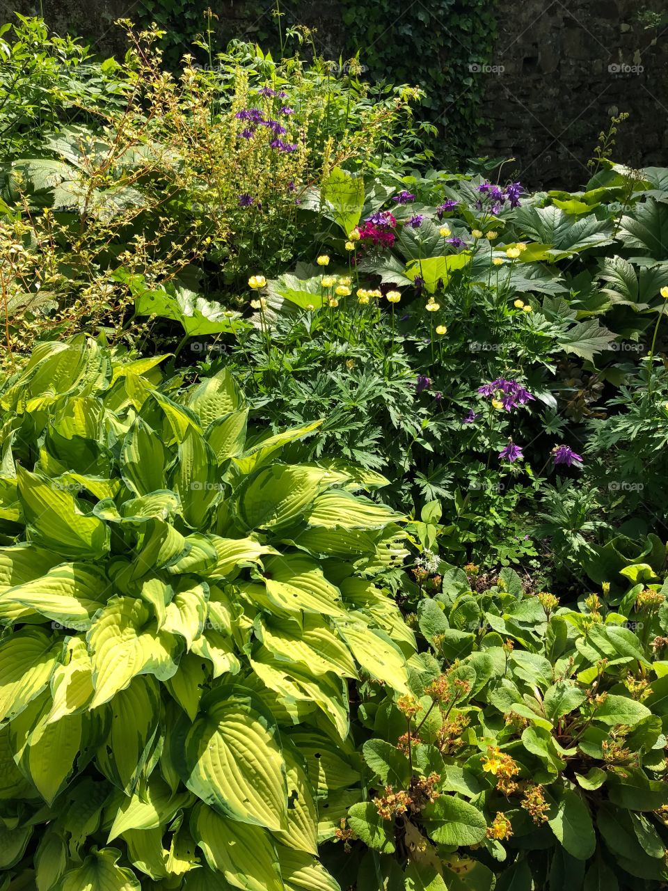 Garden plants