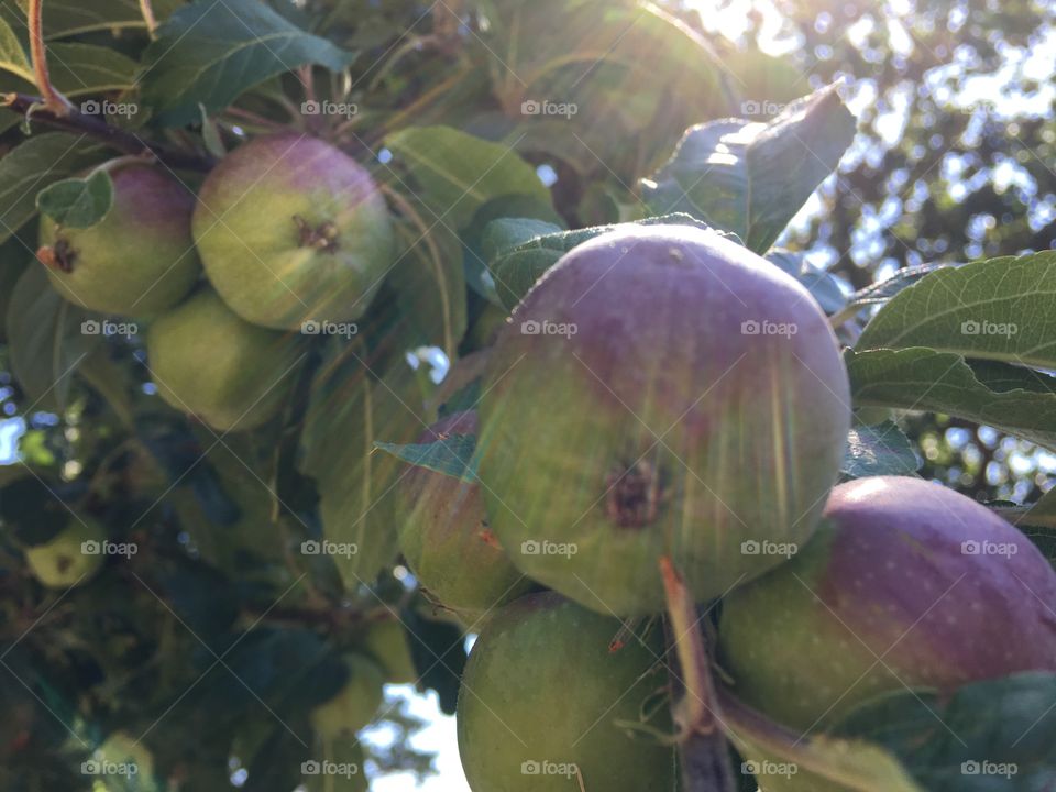 Apples on sunshine 



