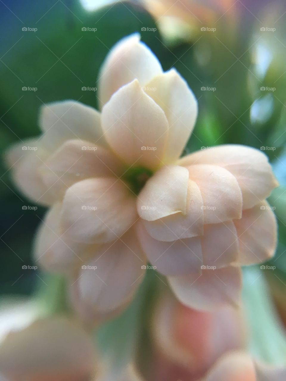 Tiny delicate flower 