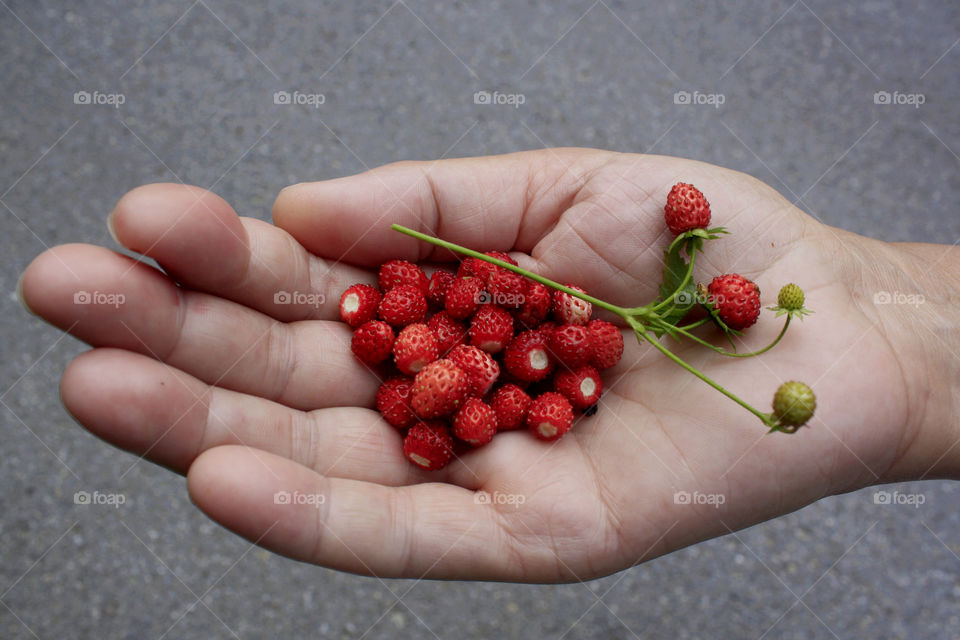 Strawberries in my hand, healthy food.