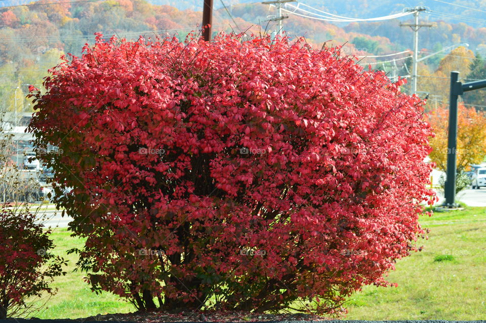 fire red bush in fall colors