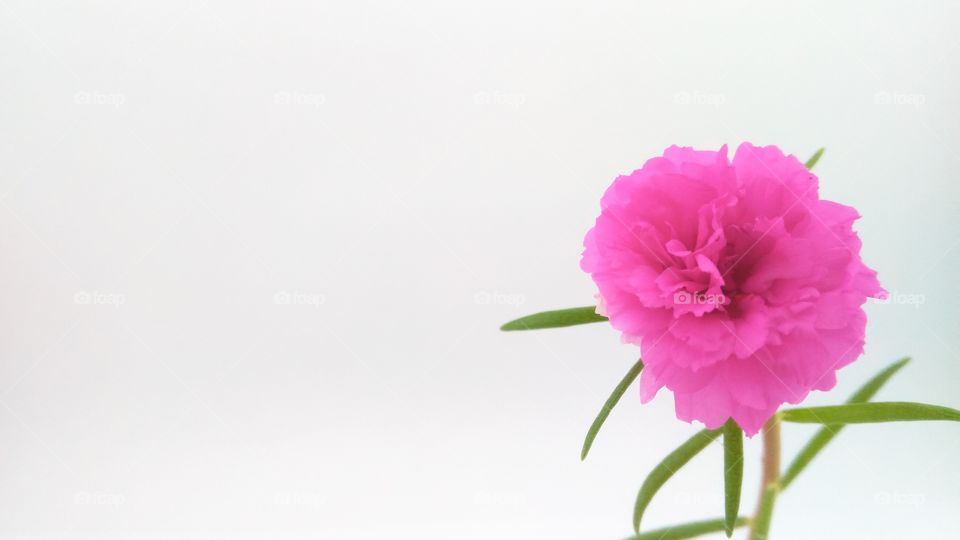 close up of pink flower on white background