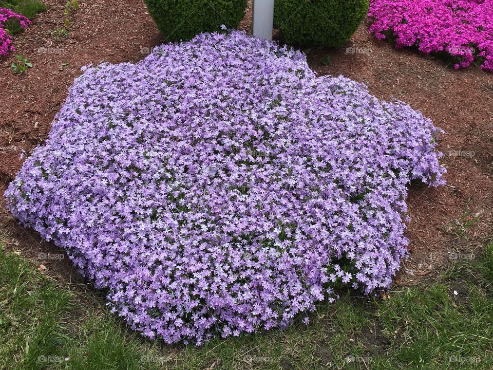 Phlox