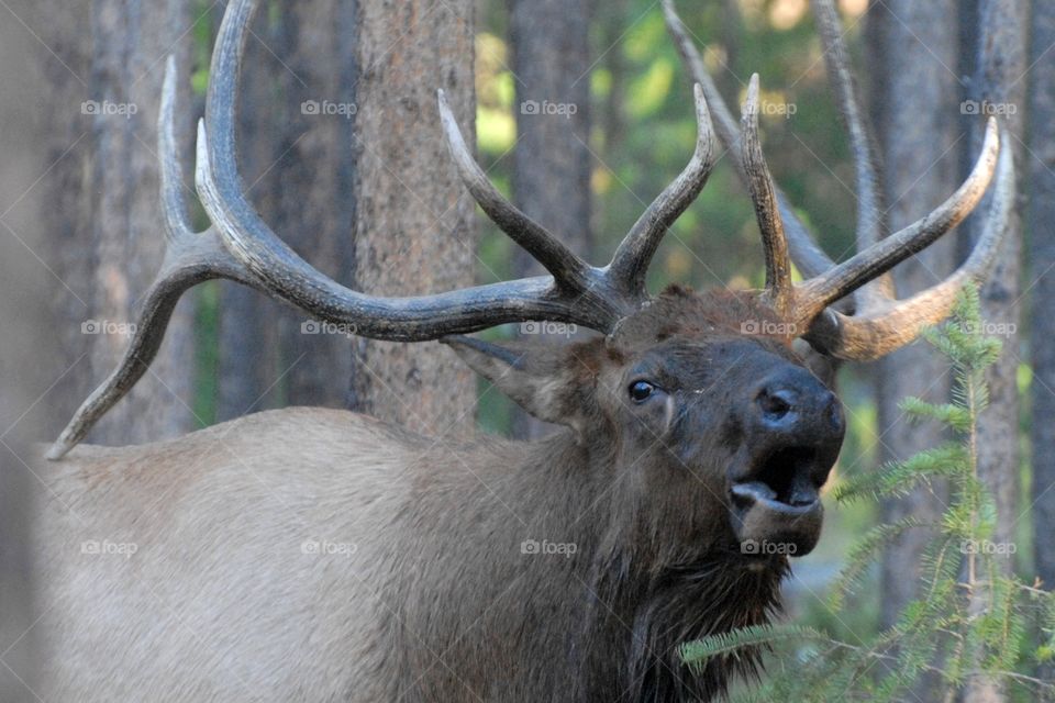 A Bull Elk bugling in the woods at Yellostone National Park
