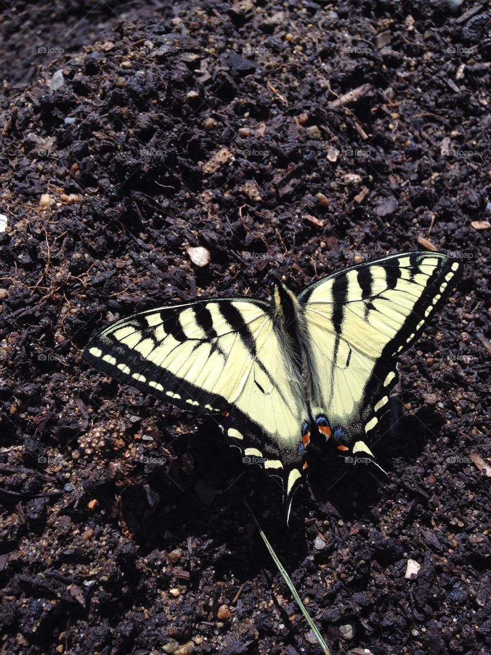 Garden Swallowtail Butterfly