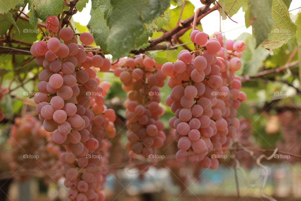 grape fruits fresh