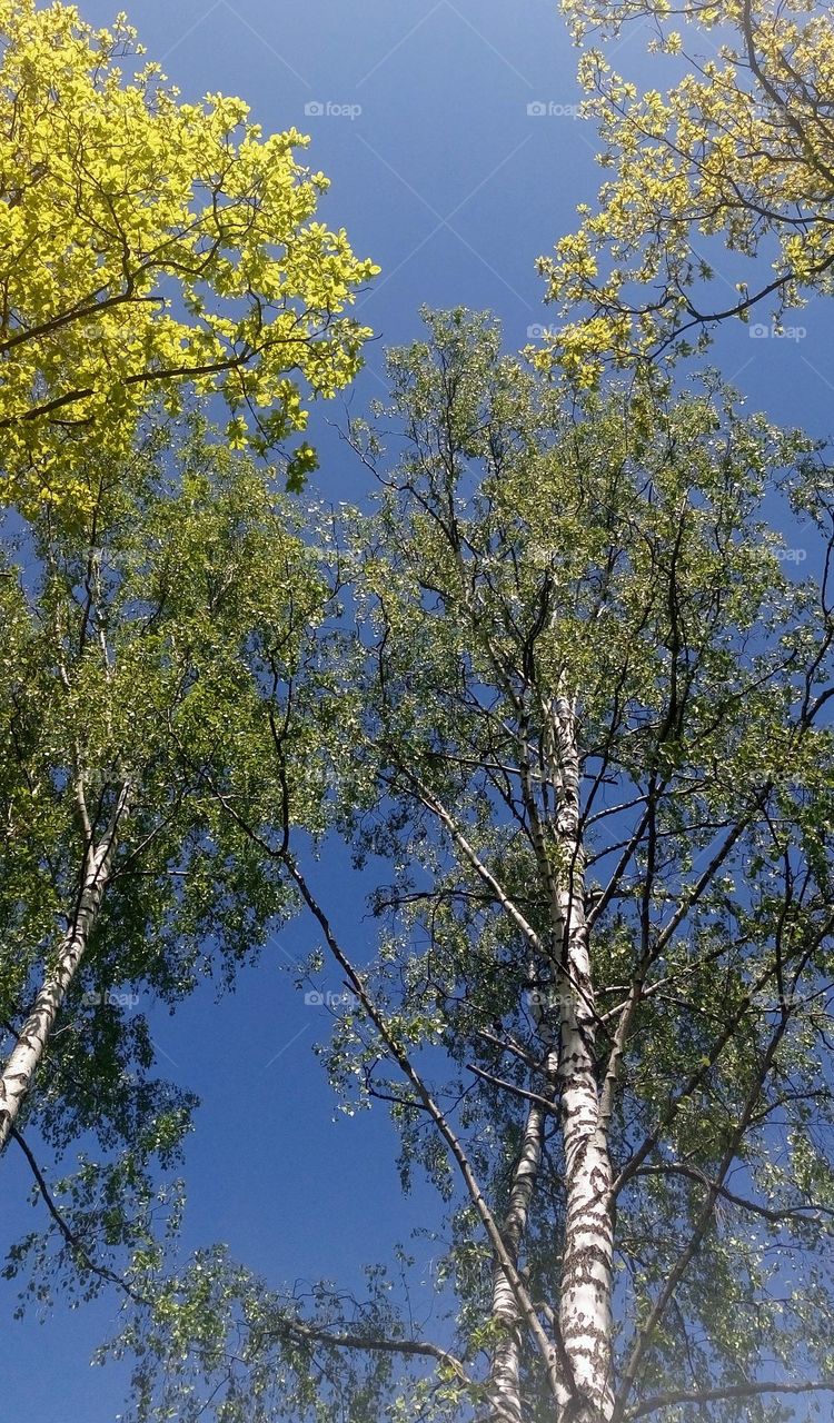 First colors of spring💚 The first leaves on the trees💚