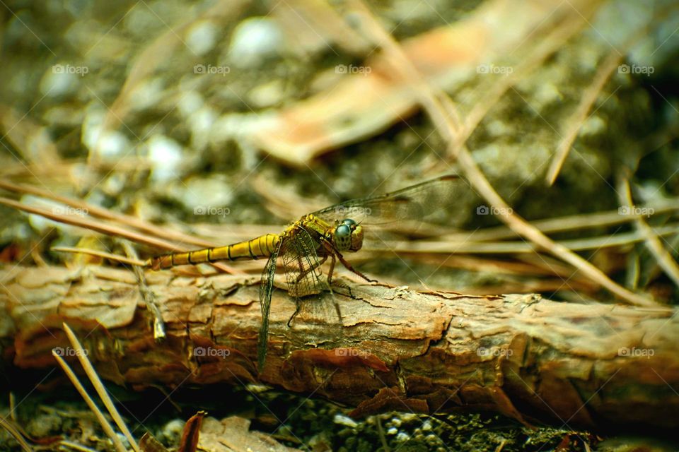 dragonfly sitting on branch