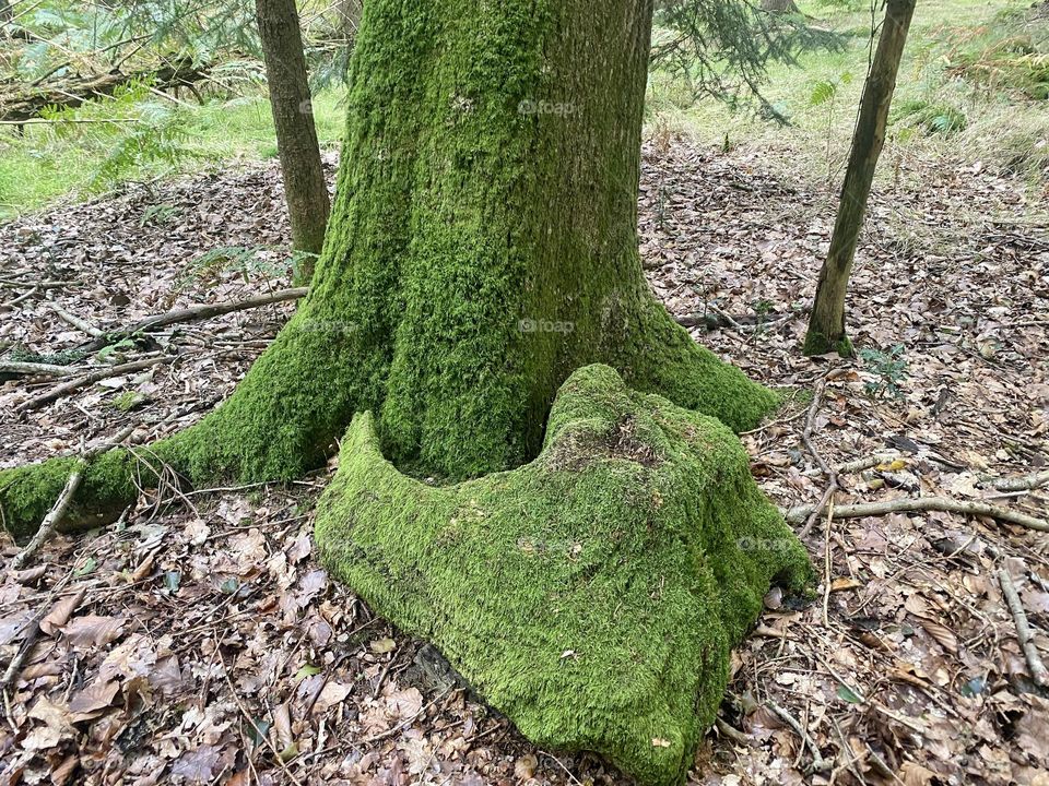 Tree eats tree