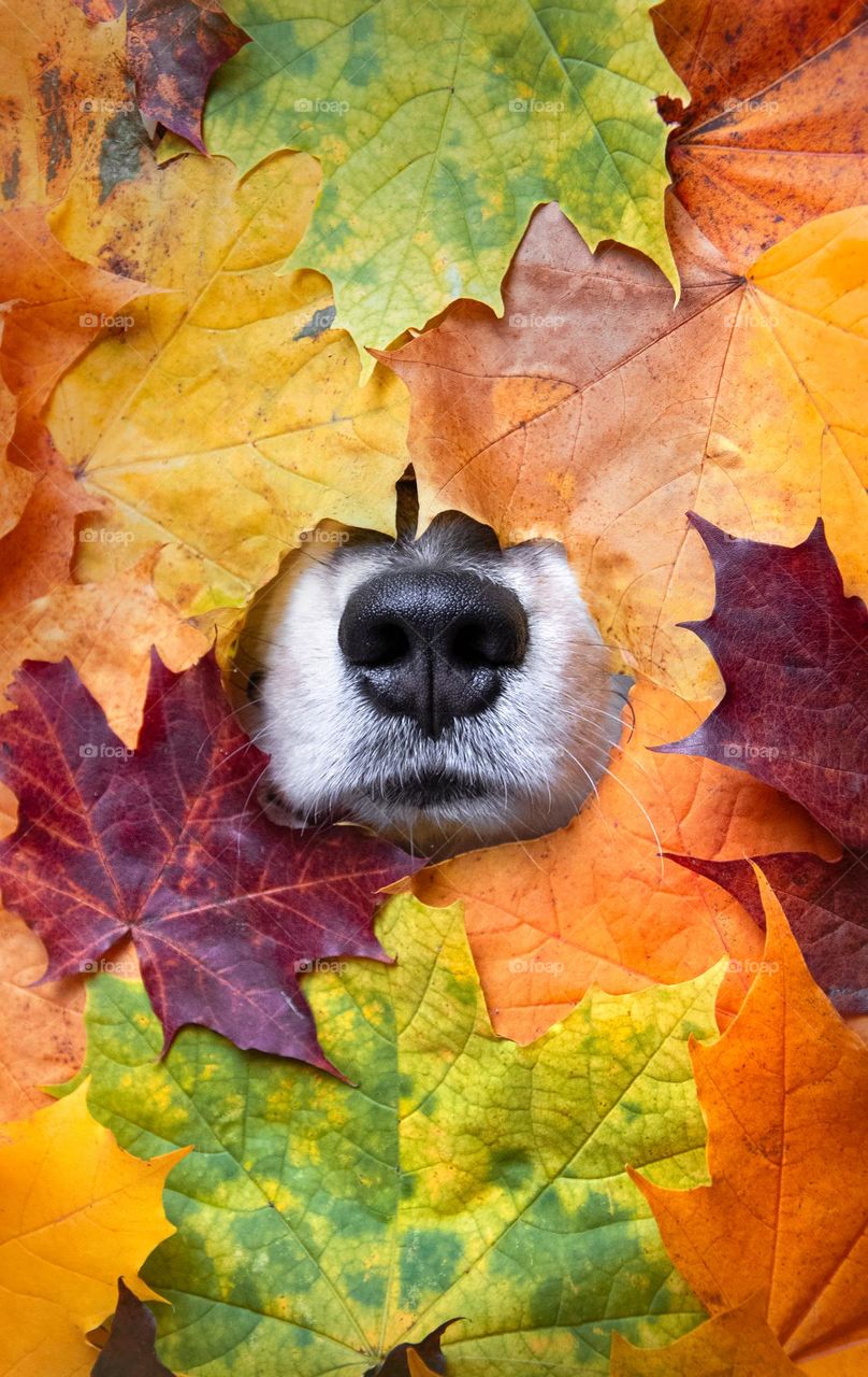 The nose of a dog among autumn leaves