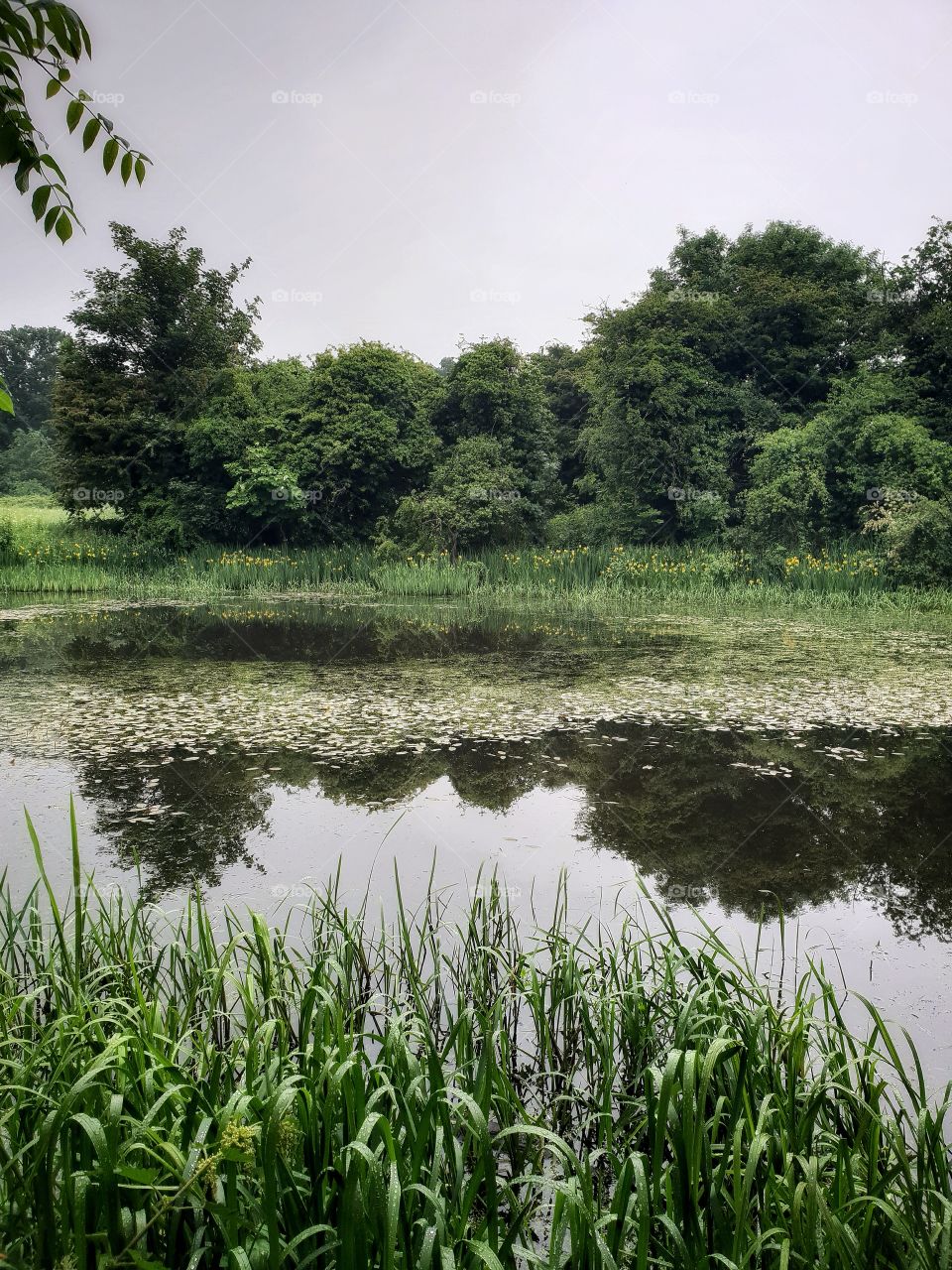 nature reserve pond