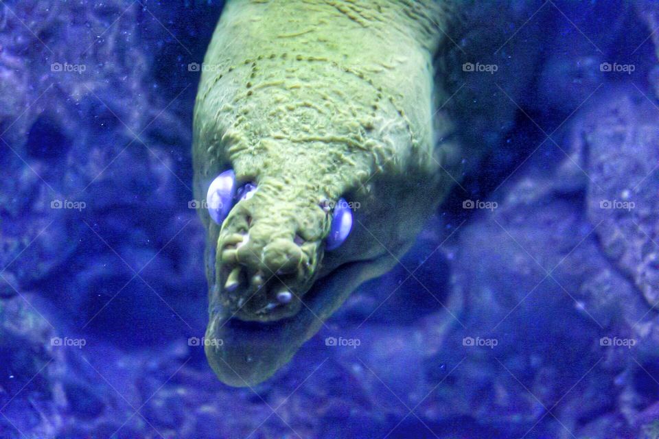 Underwater creature