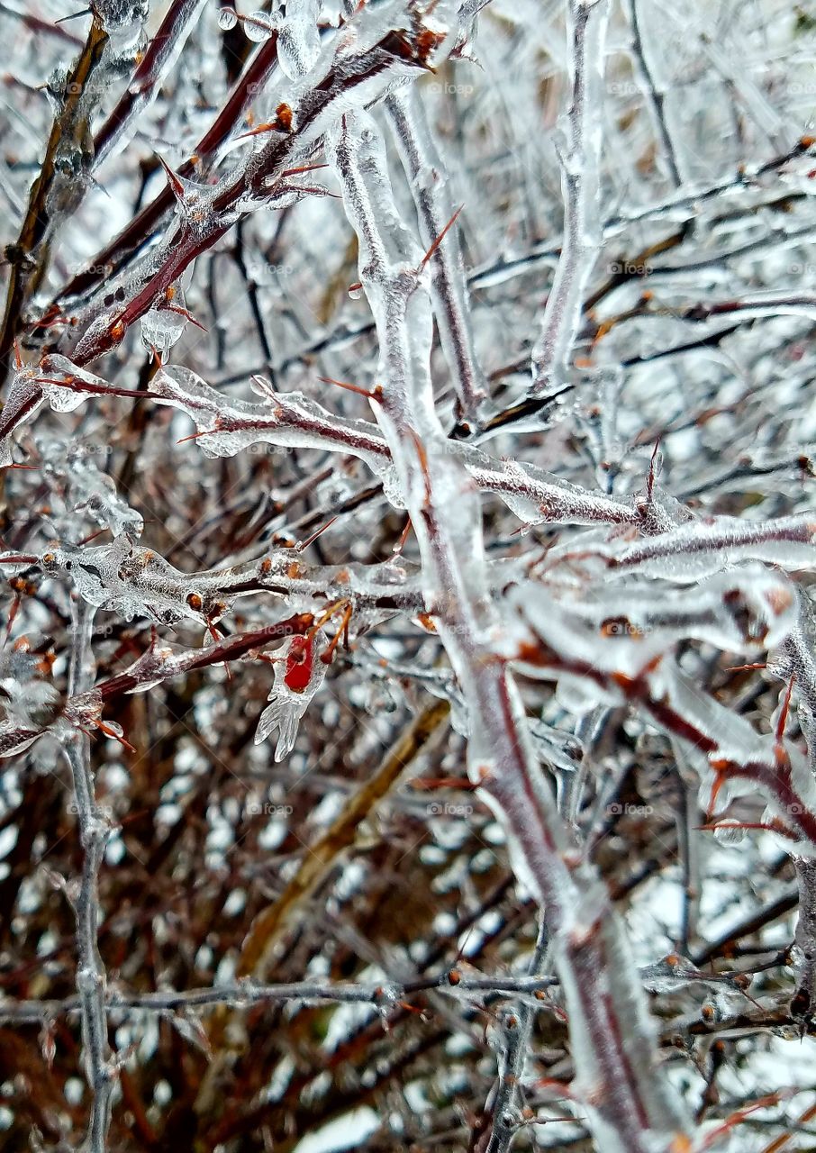 winter frost