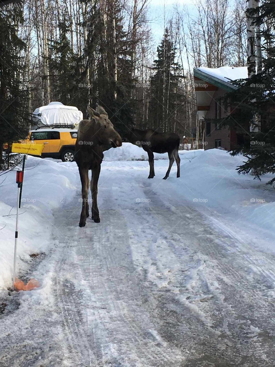 two moose caught sneaking around my friends yard, tall, cold, furry, bull, scary.