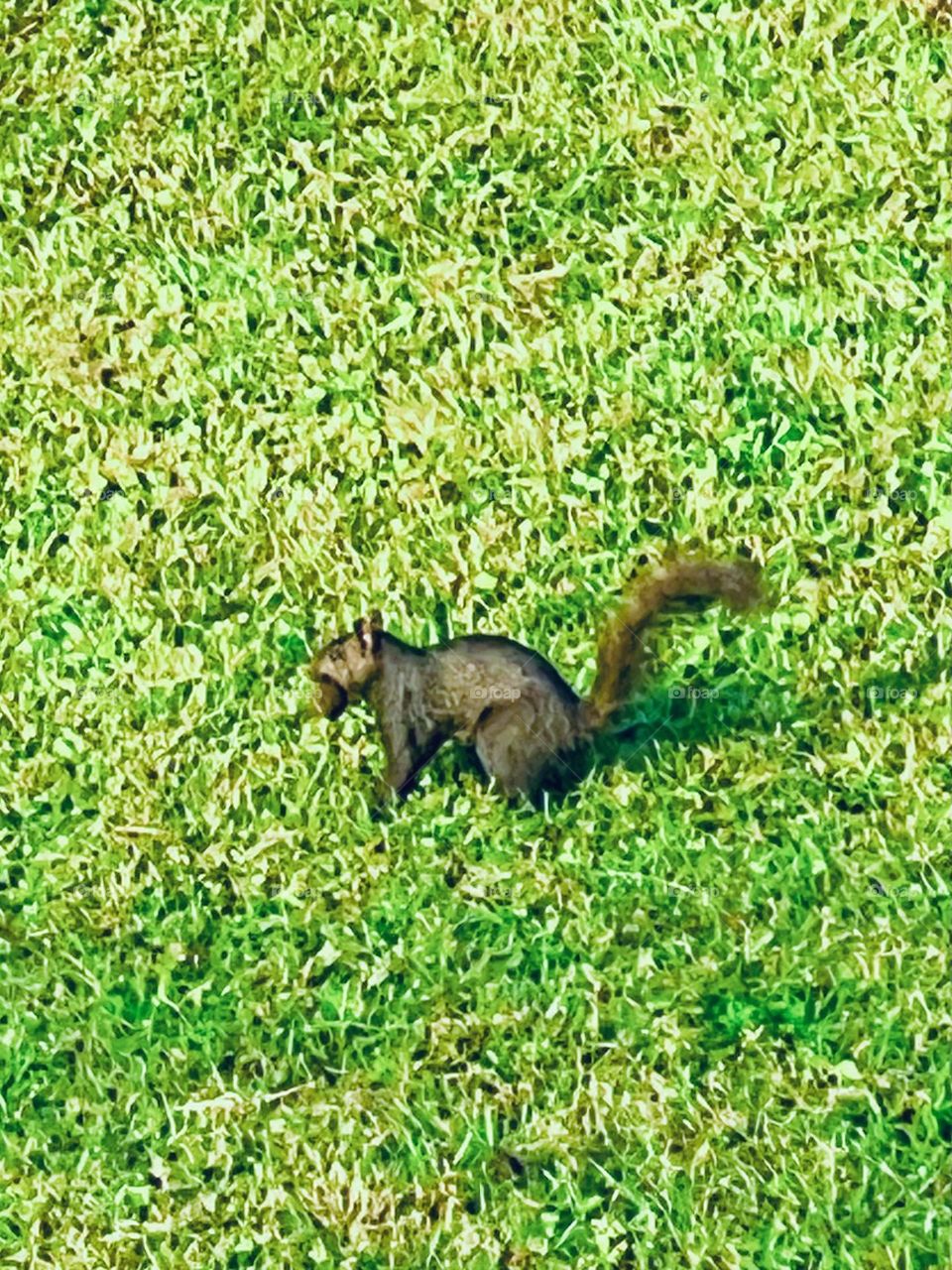 Black squirrel with nut