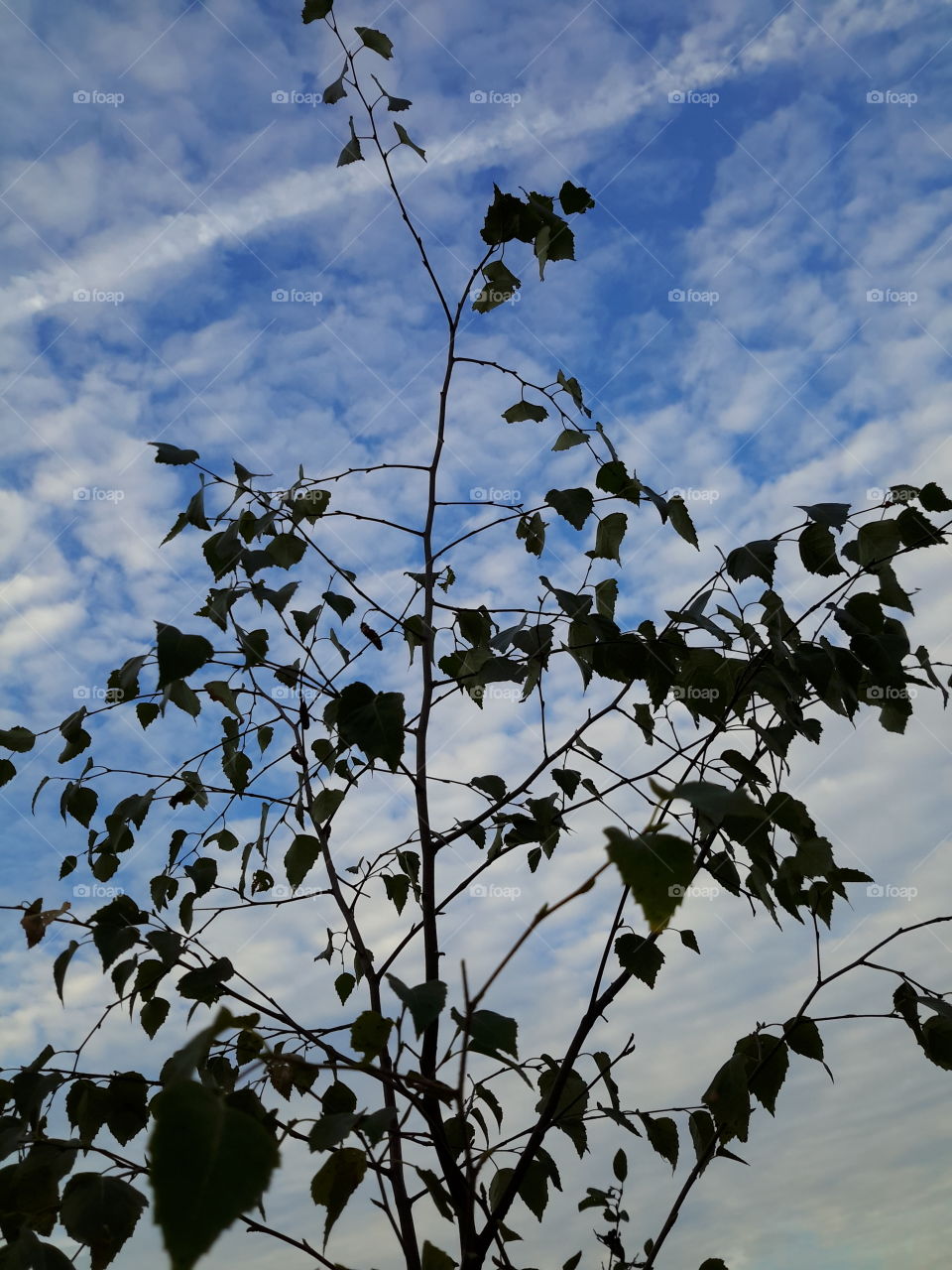 Looking into the autumn sky