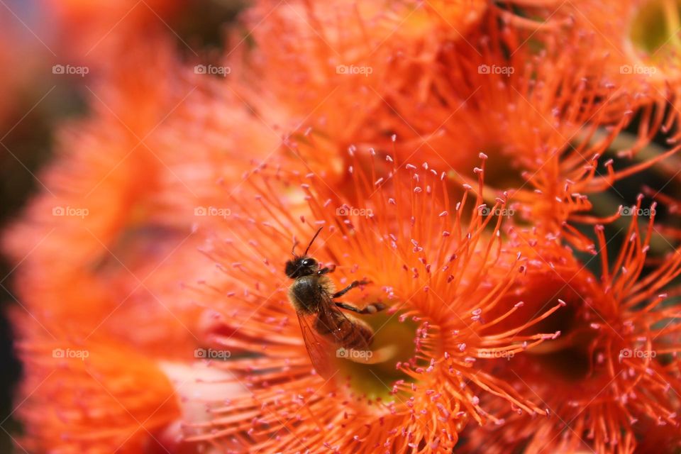Bee coming out of flower