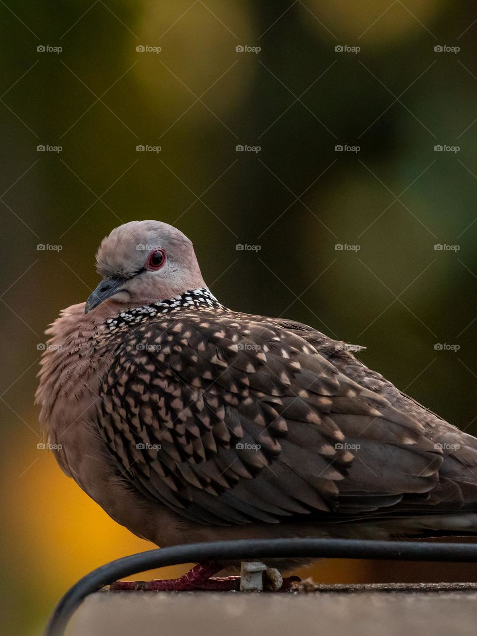 Close-up of Beautiful City Dove