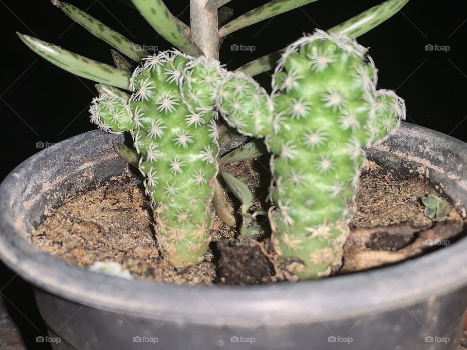Two cactus 