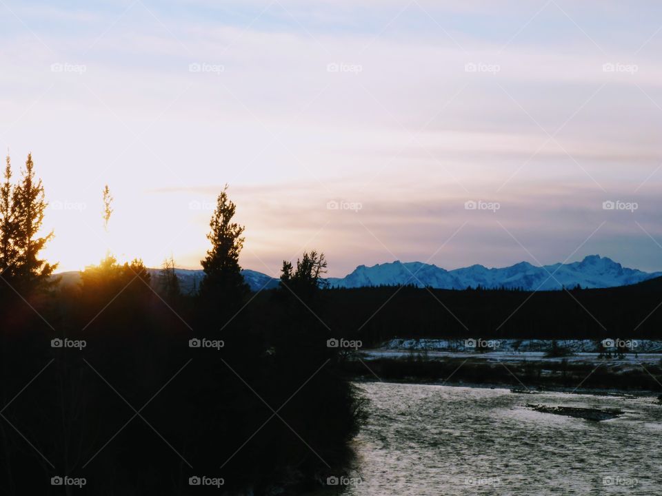 Silhouette of tree at sunset