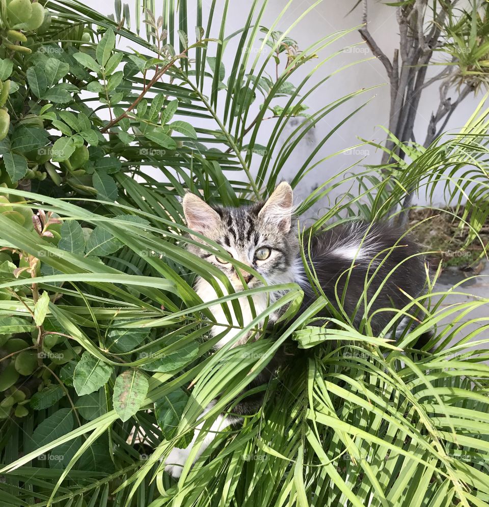 My Adorable Cute Kitty 