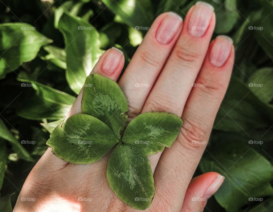 lucky four leaf clover