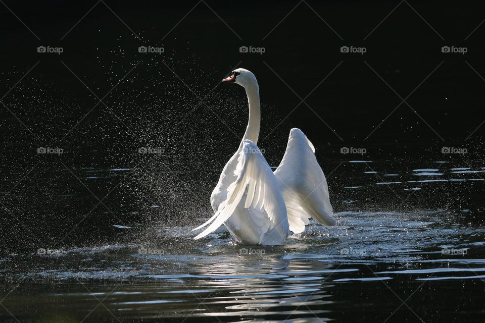 Swan in a lake with droplets