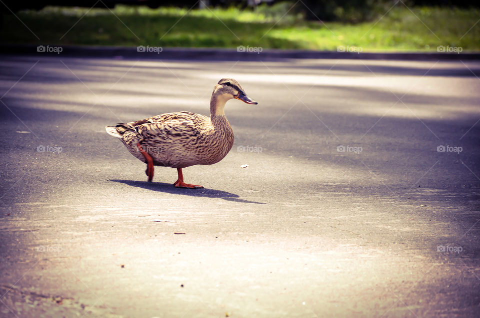 duck crossing