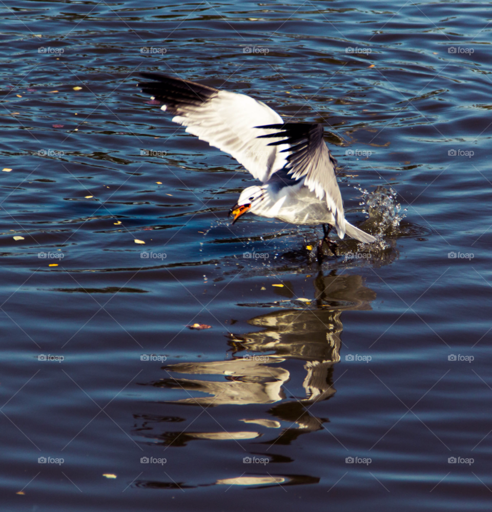 food water bird reflection by rassilon