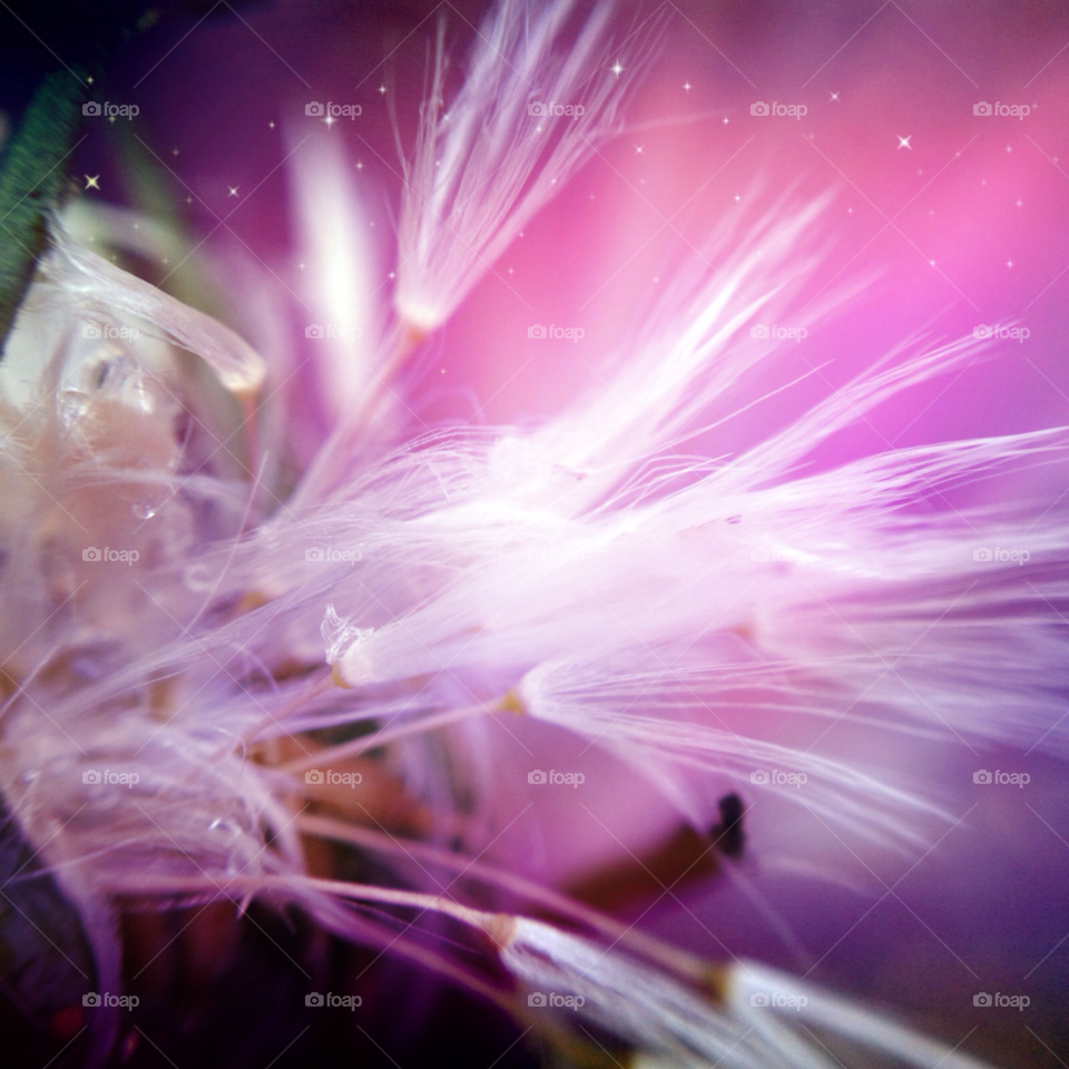 nature pretty dandelion flower by Elina